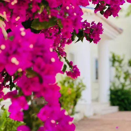 Estrellas Villa